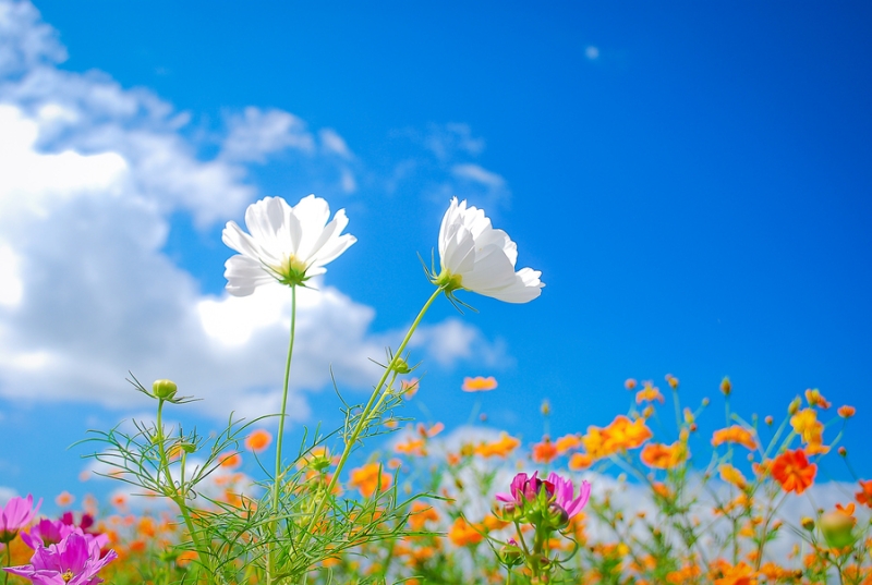 Kırkahed Bahar Pikniği